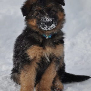 STAR Puppy (April 2026) – 6:00 pm Class