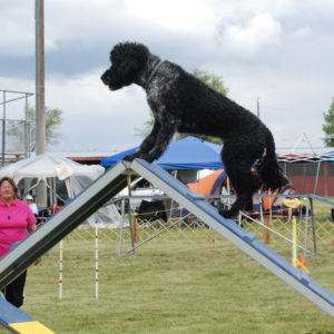 Agility 1 Beginning- June 18 thru July 30, 2025 (Wednesday nights) – 5:30 pm