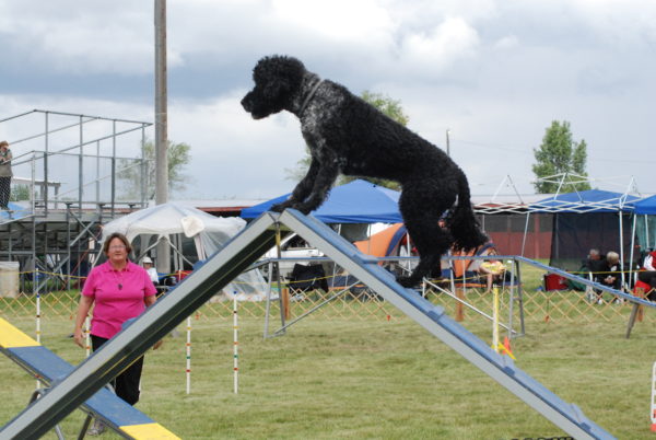 Agility Handling- May 14 thru June4, 2025 (Wednesday nights) – 5:30 pm